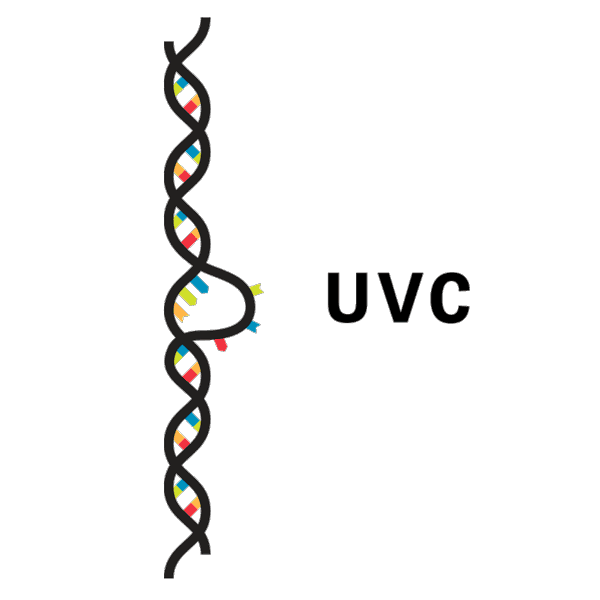 UVCでの殺菌の仕組み