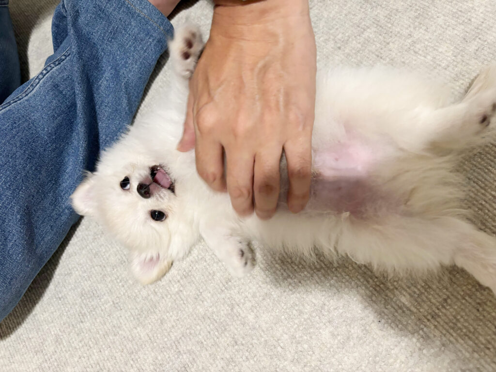 チワポメ もこ