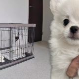 子犬を迎えるために準備したもの|初めてでも安心の必需品リスト