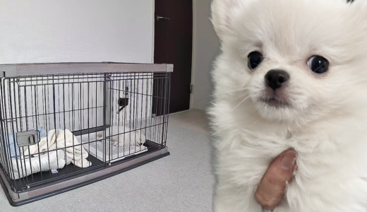 子犬を迎えるために準備したもの｜初めてでも安心の必需品リスト