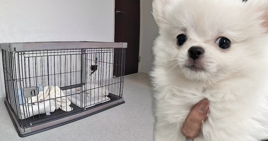 子犬を迎えるために準備したもの｜初めてでも安心の必需品リスト